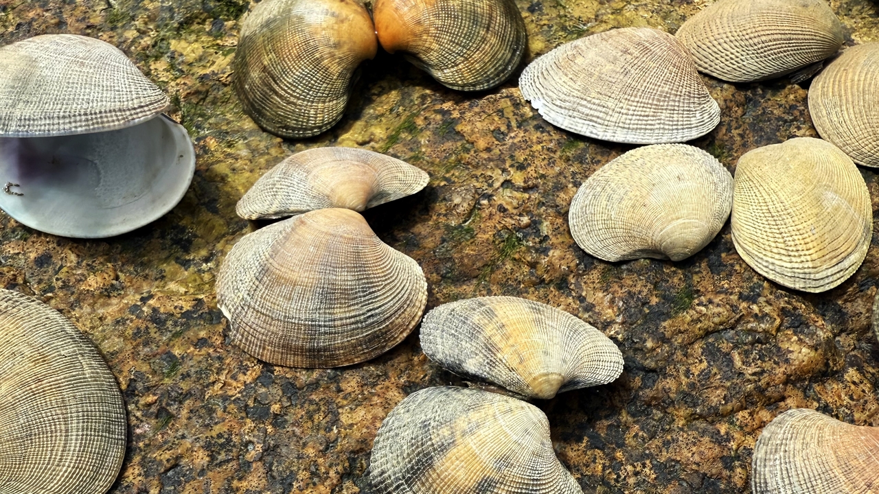 Empty Manila clam shells blanketing the intertidal zone in Boston Harbor’s Spectacle Island
